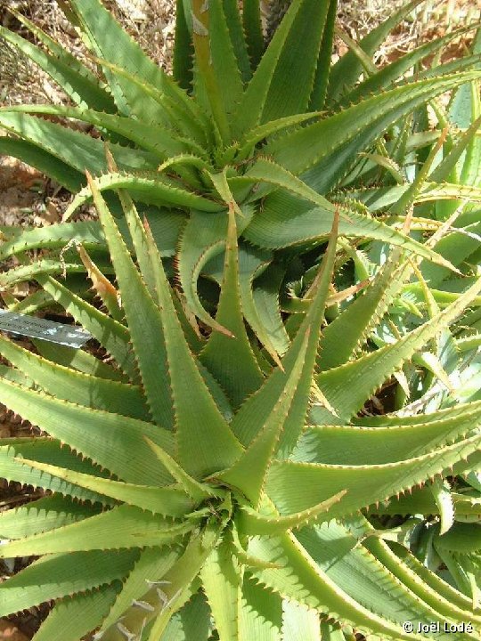 Aloe lineata v. muirii, Uniondale, RSA ©JLcoll.312